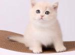 Oskar - British Shorthair Cat For Sale - Brooklyn&comma; NY&comma; US