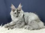 Odisseya - Maine Coon Cat For Sale - Hollywood&comma; FL&comma; US