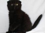 Cristal - Scottish Fold Cat For Sale - Brooklyn&comma; NY&comma; US