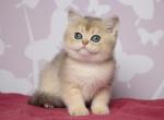 Uno - British Shorthair Cat For Sale - Brooklyn&comma; NY&comma; US