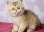 Ups - British Shorthair Cat For Sale - Brooklyn&comma; NY&comma; US