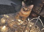 SCOTTISH STRAIGHT - Scottish Straight Cat For Sale - Orlando&comma; FL&comma; US