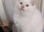 Flame Male Ragdoll - Ragdoll Cat For Sale - Pittsfield&comma; MA&comma; US