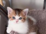 U R I E L - Scottish Straight Cat For Sale - Fontana&comma; CA&comma; US