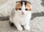 U L I - Scottish Fold Cat For Sale - Fontana&comma; CA&comma; US
