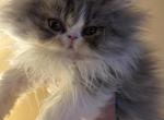 Female Persian - Persian Cat For Sale - MA&comma; US