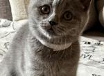 Bruno - British Shorthair Cat For Sale - Brooklyn&comma; NY&comma; US