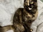 Daisy female Maine Coon - Maine Coon Cat For Sale - Wisconsin Rapids&comma; WI&comma; US