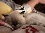 READY DECEMBER 11 Gucci and Duke - Ragdoll Cat For Sale - Mount Joy&comma; PA&comma; US