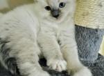 Oxy - Ragdoll Cat For Sale - WI&comma; US