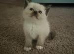 READY RAGDOLL KITTEN Kats ravishing ragdolls - Ragdoll Cat For Sale - Lancaster&comma; PA&comma; US
