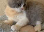 Jason - British Shorthair Cat For Sale - Rancho Cucamonga&comma; CA&comma; US