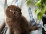 Kinder - Scottish Fold Cat For Sale - Los Angeles&comma; CA&comma; US