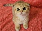 Leon - Scottish Fold Cat For Sale - 