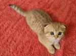 Leon - Scottish Fold Cat For Sale - 