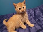 Ginger - Domestic Cat For Sale - Becket&comma; MA&comma; US