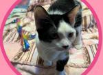 Emmy - Munchkin Cat For Sale - FL&comma; US
