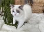 Dash black C Hold - Ragdoll Cat For Sale - NC&comma; US