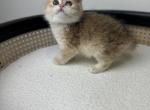 Rafael - British Shorthair Cat For Sale - Englewood&comma; CO&comma; US