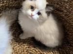 Female TICA Bicolor Ragdoll Kitten - Ragdoll Cat For Sale - Saint Joseph&comma; MO&comma; US
