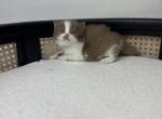 Basil - British Shorthair Cat For Sale - Englewood&comma; CO&comma; US
