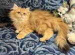 Princess - British Shorthair Cat For Sale - Renton&comma; WA&comma; US