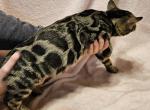 Brown Female Teal Collar - Bengal Cat For Sale - Bradner&comma; OH&comma; US