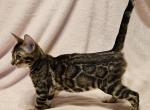 Brown Clouded Female Salmon Collar - Bengal Cat For Sale - Bradner&comma; OH&comma; US