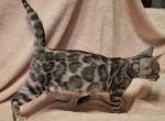 Silver Snow Clouded Female Lavender Collar - Bengal Cat For Sale - Bradner&comma; OH&comma; US
