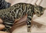 Artemis Silver Sepia Female Gray Collar - Bengal Cat For Sale - Bradner&comma; OH&comma; US