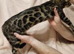 Sienna Brown Rosetted Female Orange Collar - Bengal Cat For Sale - Bradner&comma; OH&comma; US