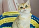 RESERVED UBER - Scottish Straight Cat For Sale - Sunnyvale&comma; CA&comma; US