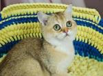 Reserved UBER - Scottish Straight Cat For Sale - Austin&comma; TX&comma; US