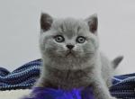 Brotto - British Shorthair Cat For Sale - Hollywood&comma; FL&comma; US