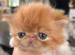 Red and white boy Last litter - Persian Cat For Sale - Clay&comma; PA&comma; US