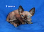 3 females - Sphynx Cat For Sale - Brooklyn&comma; NY&comma; US
