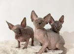 Gretta - Sphynx Cat For Sale - Brooklyn&comma; NY&comma; US