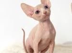 Diamond odd eye - Sphynx Cat For Sale - Brooklyn&comma; NY&comma; US