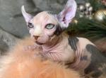 Diva Dwelf - Bambino Cat For Sale - Brooklyn&comma; NY&comma; US