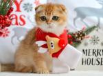 PANCAKE - Scottish Fold Cat For Sale - Austin&comma; TX&comma; US