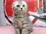Reserved TIGER - Scottish Fold Cat For Sale - Austin&comma; TX&comma; US