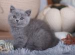 BUDDY - British Shorthair Cat For Sale - Austin&comma; TX&comma; US
