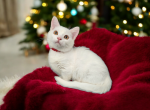 Selene - Munchkin Cat For Sale - Neosho&comma; MO&comma; US