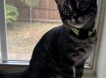 Badtz Maru - Bengal Cat For Sale - Carrollton&comma; TX&comma; US