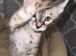 My Melody - Bengal Cat For Sale - Carrollton&comma; TX&comma; US