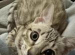 Sango - Bengal Cat For Sale - Carrollton&comma; TX&comma; US