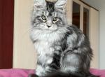 Gretta - Maine Coon Cat For Sale - Hollywood&comma; FL&comma; US