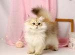 Onix - British Shorthair Cat For Sale - Hollywood&comma; FL&comma; US