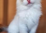Edward - Ragdoll Cat For Sale - Brooklyn&comma; NY&comma; US
