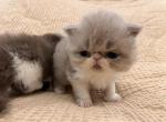 Cuddles - Exotic Cat For Sale - TN&comma; US